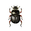 Sacred scarab beetle