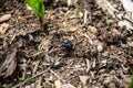 sacred scarab dung beetle Royalty Free Stock Photo