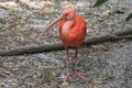 Sacred Scarlet Ibis