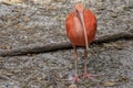Sacred Scarlet Ibis