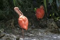 Sacred Scarlet Ibis