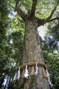 Sacred shinto tree