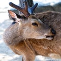 Sacred sika deer Miyajima island near Hiroshima, Japan Close-up of head with antlers Royalty Free Stock Photo