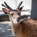 Sacred sika deer Miyajima island near Hiroshima, Japan. Close-up of head with antlers Royalty Free Stock Photo