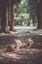 Sika deers Nara Park forest, Japan