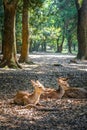 Sika deers Nara Park forest, Japan