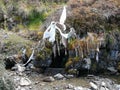 Sacred Spring at Muktinath Temple, Nepal with Prayer Flags Royalty Free Stock Photo