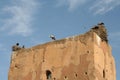 Sacred storks in Marrakech Royalty Free Stock Photo