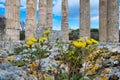 Sacred temple of Zeus in ancient Nemea, Greece. Archaeological Museum of Ancient Nemea. Royalty Free Stock Photo