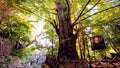 Sacred tree on the approach to the shrine Oji Shrine Royalty Free Stock Photo