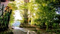 Sacred tree on the approach to the shrine Oji Shrine Royalty Free Stock Photo