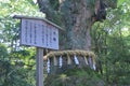 Sacred tree in Atsuta Shrine Nagoya Japan