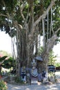 Sacred tree Ficus benghalensis wrapped in black and white fabric that drives away evil spirits. Hindu temple designed for sacrific Royalty Free Stock Photo