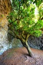 Sacred tree Garoe in El Hierro island, Canary Islands, Spain. Royalty Free Stock Photo