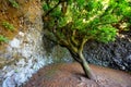 Sacred tree Garoe in El Hierro island, Canary Islands, Spain. Royalty Free Stock Photo