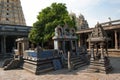 Sacred tree mango dedicated to the union of Siva and Parvati. Ekambareswarar temple is a Hindu temple. Kachi Ekambam old