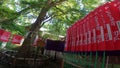 Sacred tree Omiya Hachimangu Shrine approach precincts