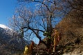 sacred tree with red handkerchiefs Royalty Free Stock Photo