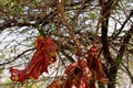 sacred tree with red handkerchiefs Royalty Free Stock Photo