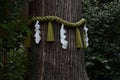 The sacred tree and Shimenawa in the Japanese shrine