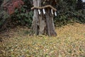 Sacred tree and Shimenawa in the shrine Royalty Free Stock Photo