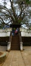 The sacred tree of the temple of the Tooth