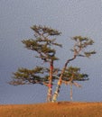 Sacred tree for worship, pine with colorful ribbons Hadak on sky background, island Olkhon, Baikal, Russia, illustration simulates