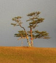 Sacred tree for worship, pine with colorful ribbons Hadak on sky background, island Olkhon, Baikal, Russia, illustration simulates