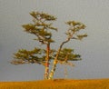 Sacred tree for worship, pine with colorful ribbons Hadak on sky background, island Olkhon, Baikal, Russia, illustration simulates