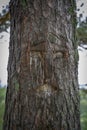 Sacret World Tree known also as Tree of Life, or Shamanic Tree, or Tree of Knowledge with a carved human face in the Siberian Royalty Free Stock Photo