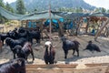 Sacrificial goats waiting for sale