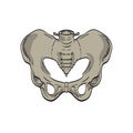Sacroiliac Joints Linking the Pelvis and Lower Spine Front Cross Section Drawing