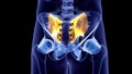 the Sacroiliac ligament