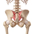 The sacroiliac ligament Royalty Free Stock Photo