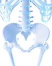 The sacrum bone