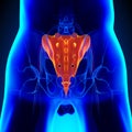 Sacrum Coccyx Bone Anatomy with Ciculatory System Royalty Free Stock Photo