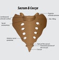 Sacrum and coccyx labeled diagram vector illustration drawing