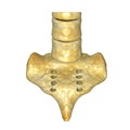 Sacrum and coccyx