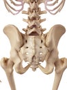 The sacrum