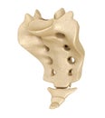 Sacrum : Medically accurate