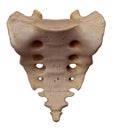 The sacrum