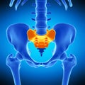 The sacrum Royalty Free Stock Photo