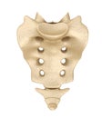 Sacrum : Medically accurate illustration