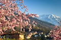 Sacura blooming in alps