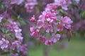 Sacura, Blooming Garden Background, Pink Apple Tree, Selective focus