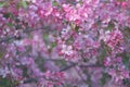 Sacura, Blooming Garden Background, Pink Apple Tree, Selective focus