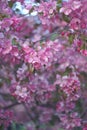 Sacura, Blooming Garden Background, Pink Apple Tree, Selective focus