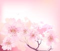 Sacura spring cherry tree Royalty Free Stock Photo