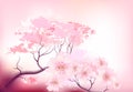 Sacura spring cherry tree Royalty Free Stock Photo