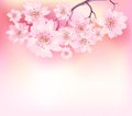 Sacura spring cherry tree Royalty Free Stock Photo